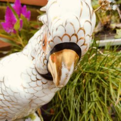 Elegant kakadue i porcel�n